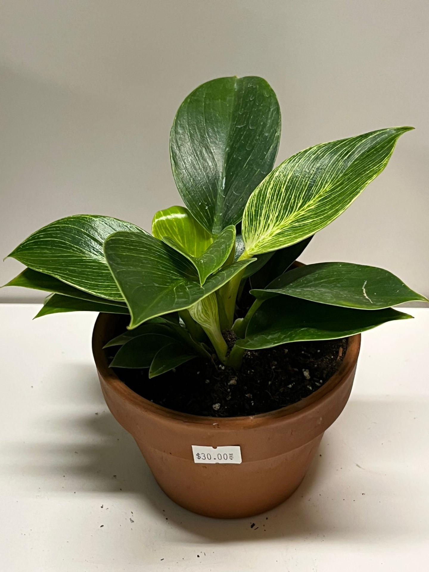 Philodendron Birkin