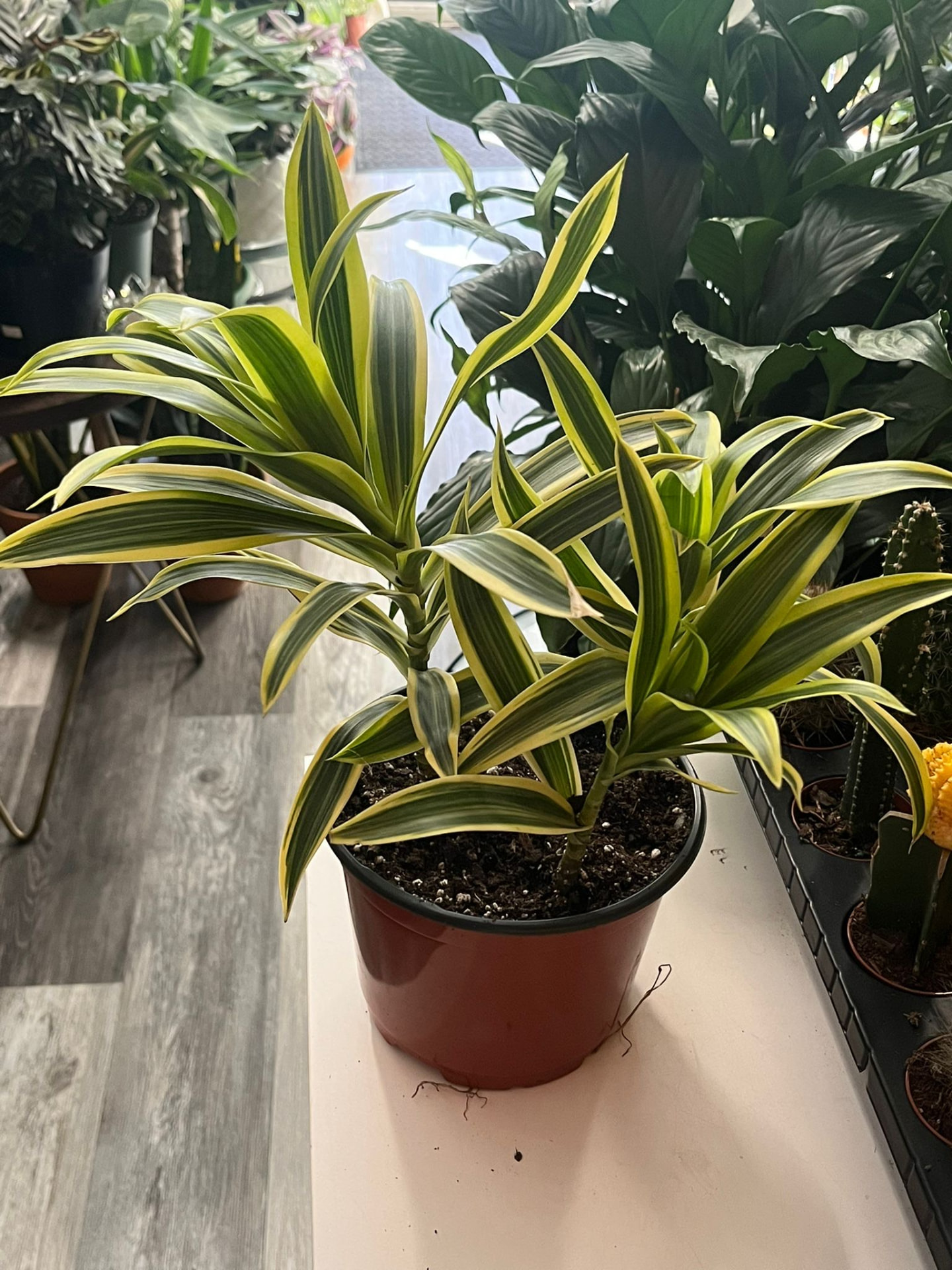 Dracaena Song of India