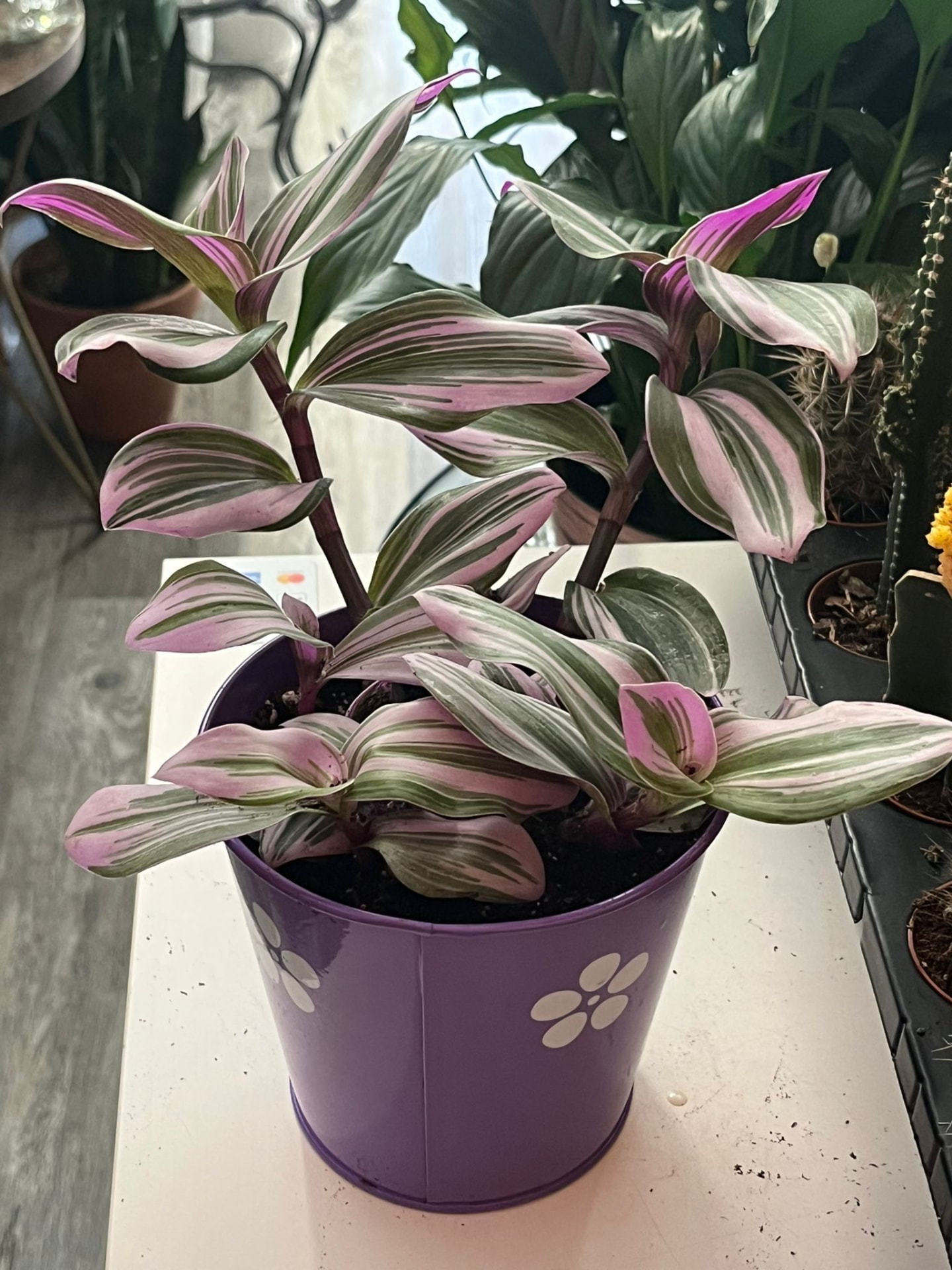 Tradescantia Nanouk