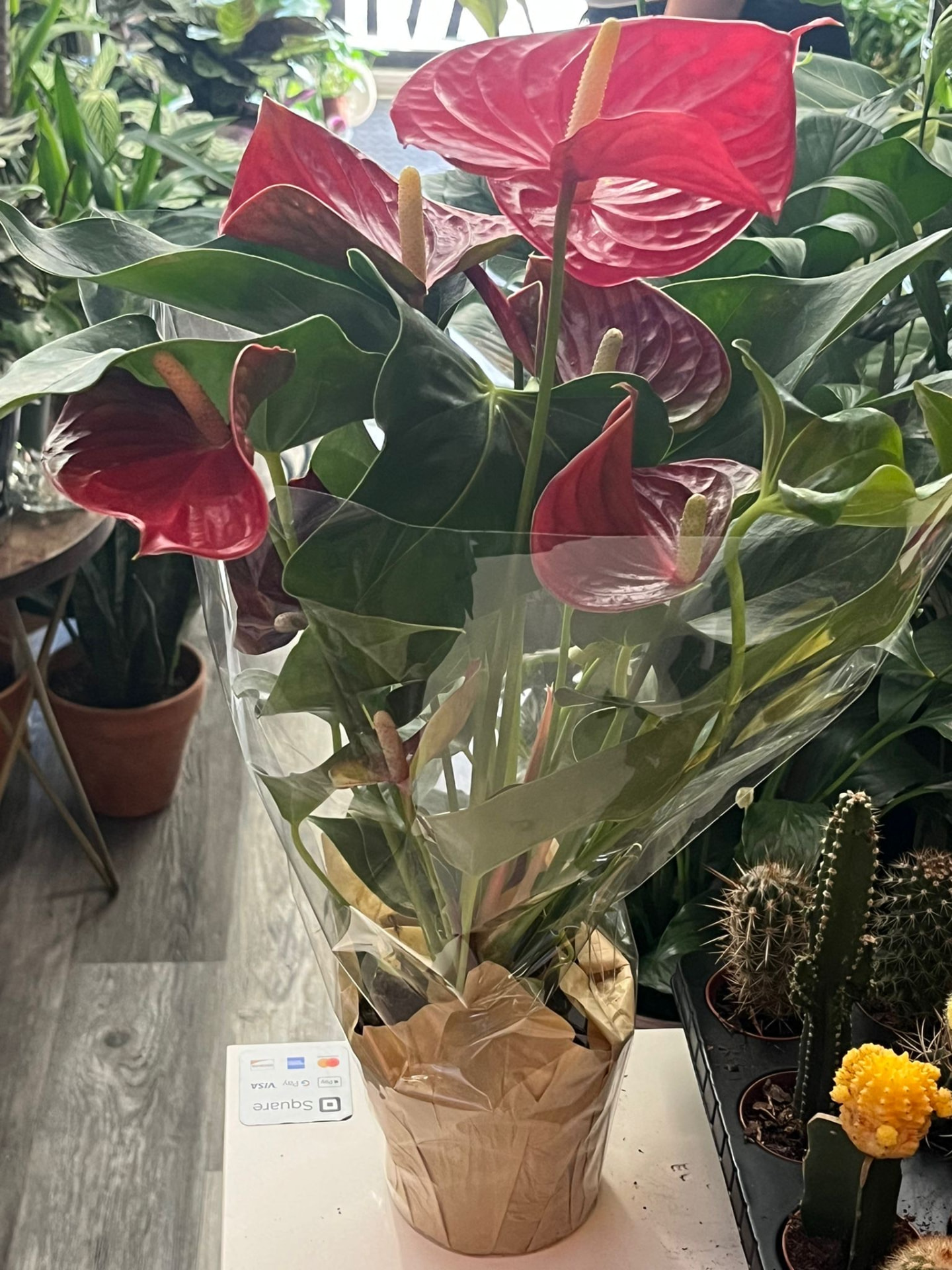 Auntie House of Plants on Instagram