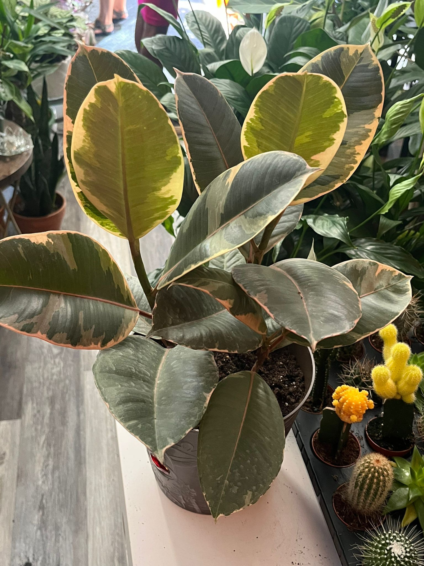 Variegated Rubber Plant