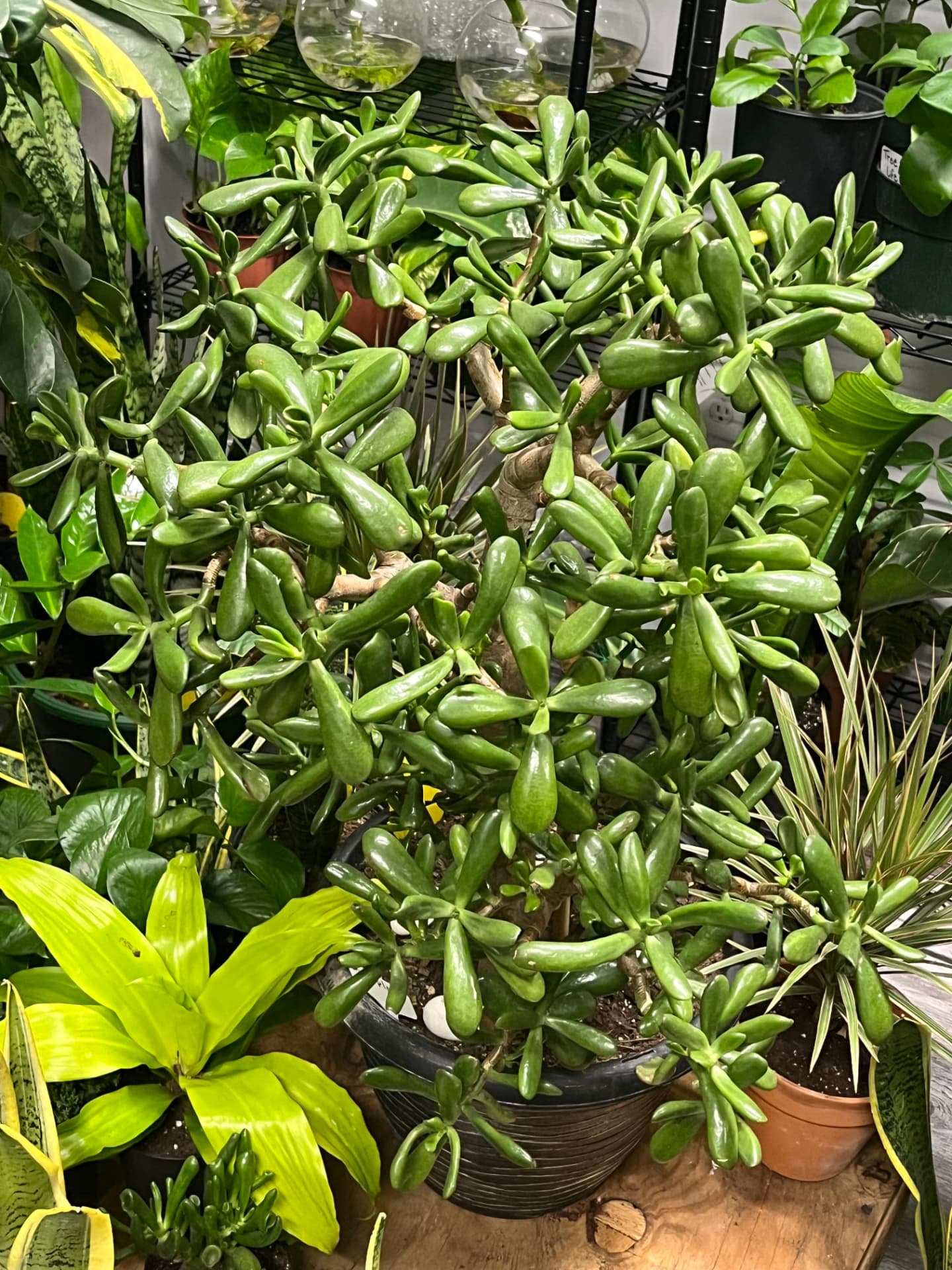 Large Gollum Jade
