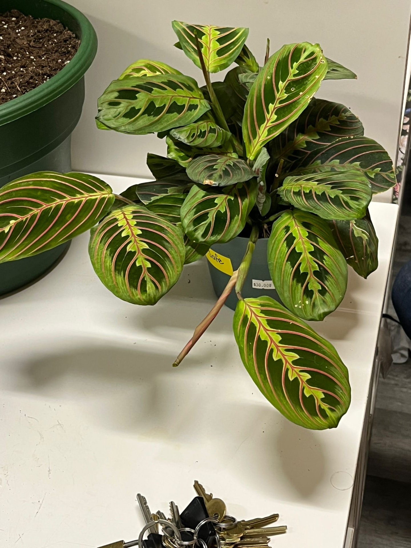 Red Prayer Plant (Pet Safe)