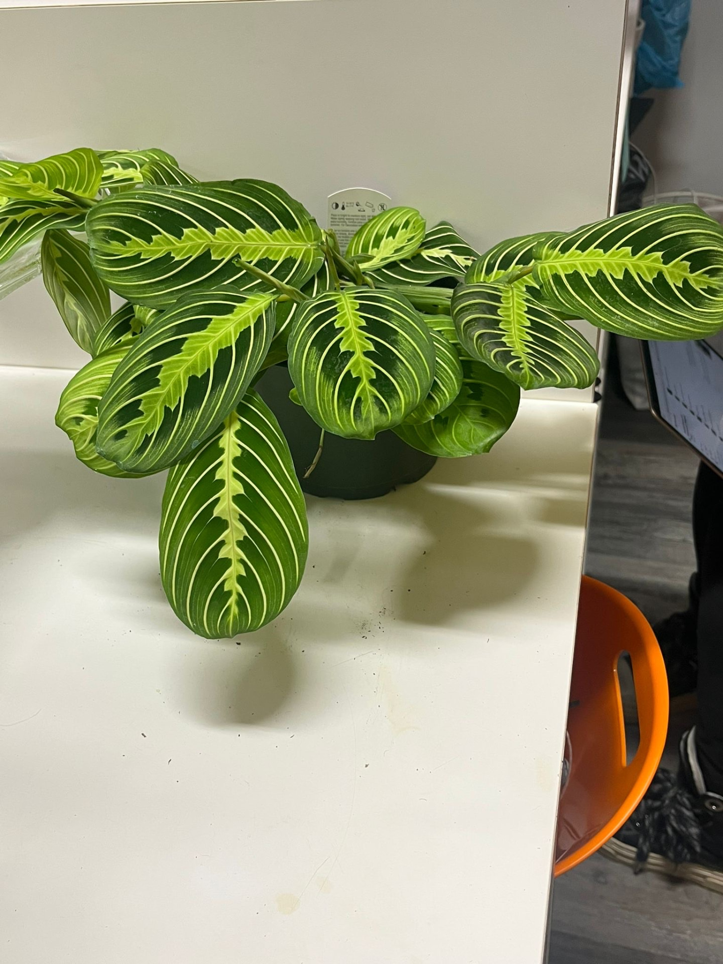 Lemon Lime Prayer Plant
