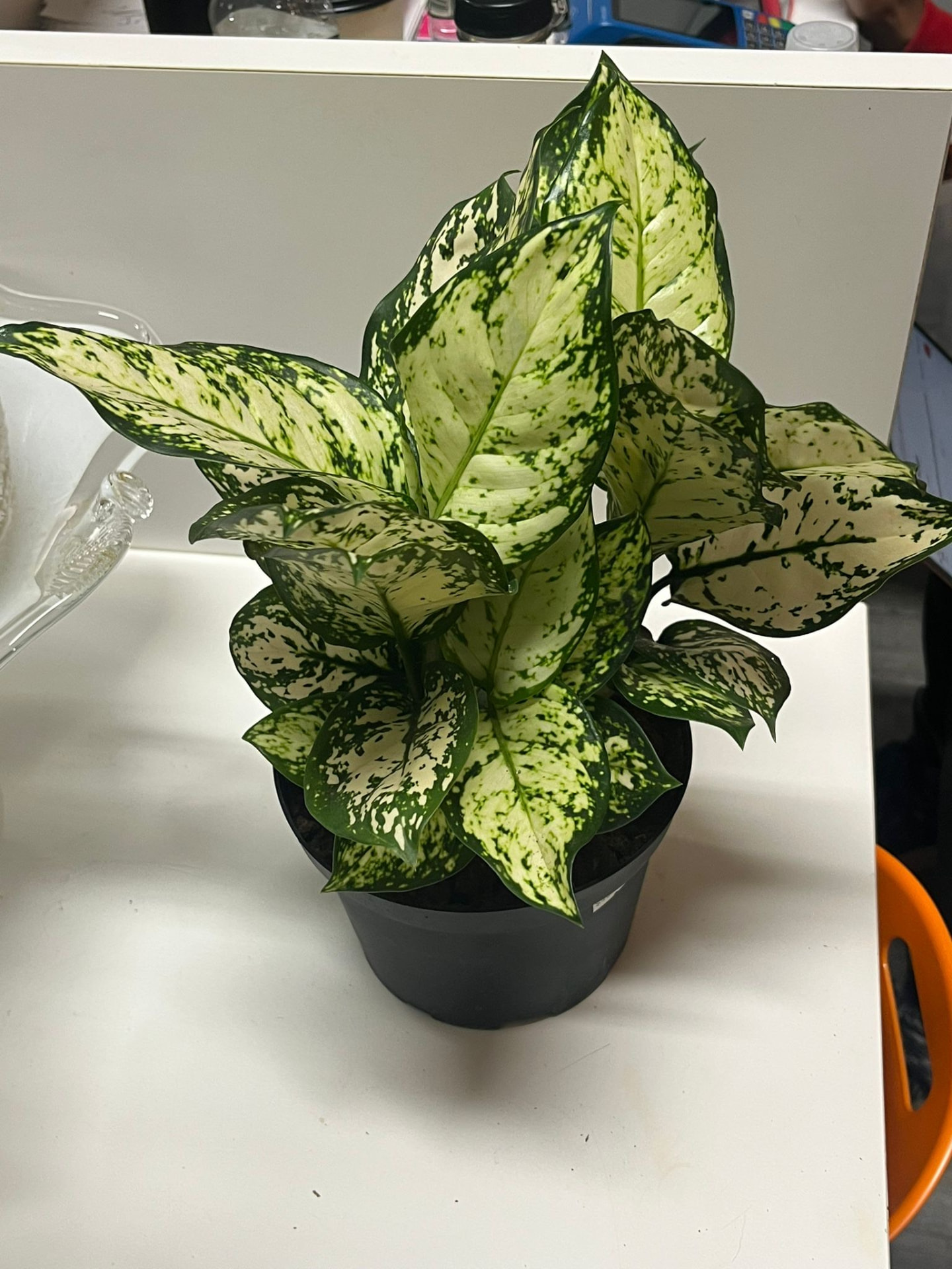 Auntie House of Plants on Instagram