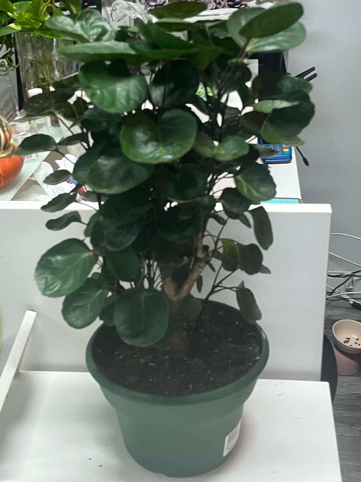 Round-Leaf Ficus