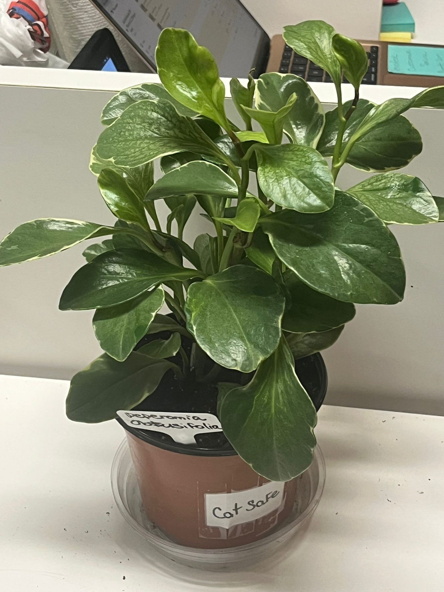 Peperomia Obtusifolia (Pet Safe)