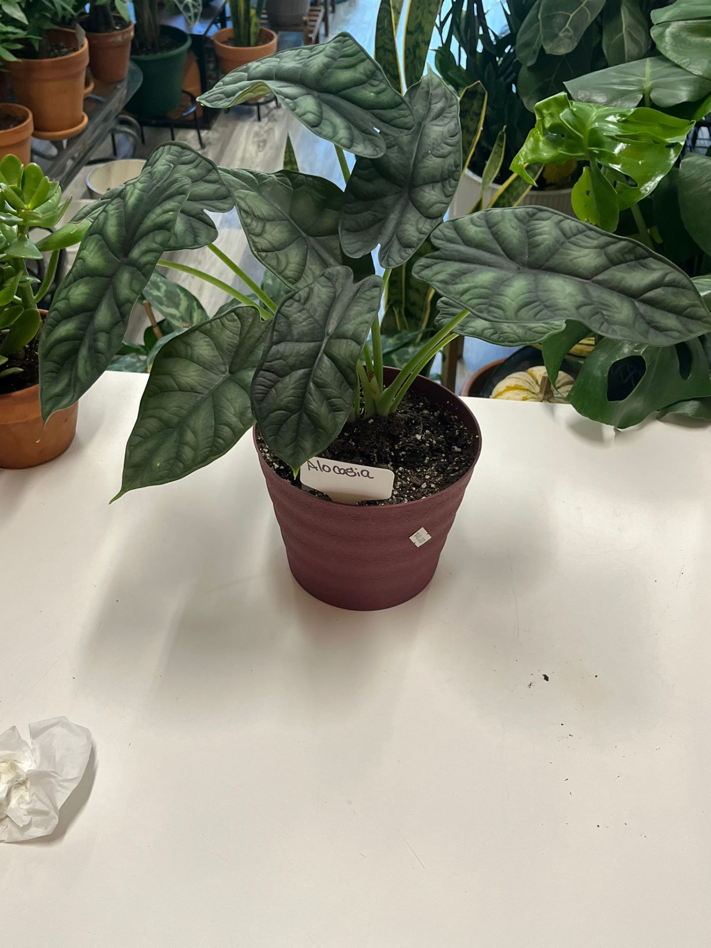Alocasia Dragon Scale
