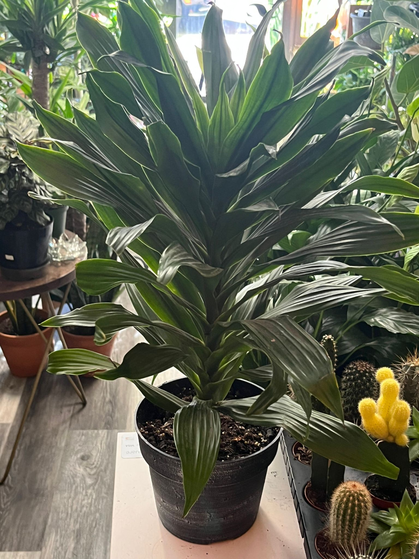 Dracaena Janet Craig