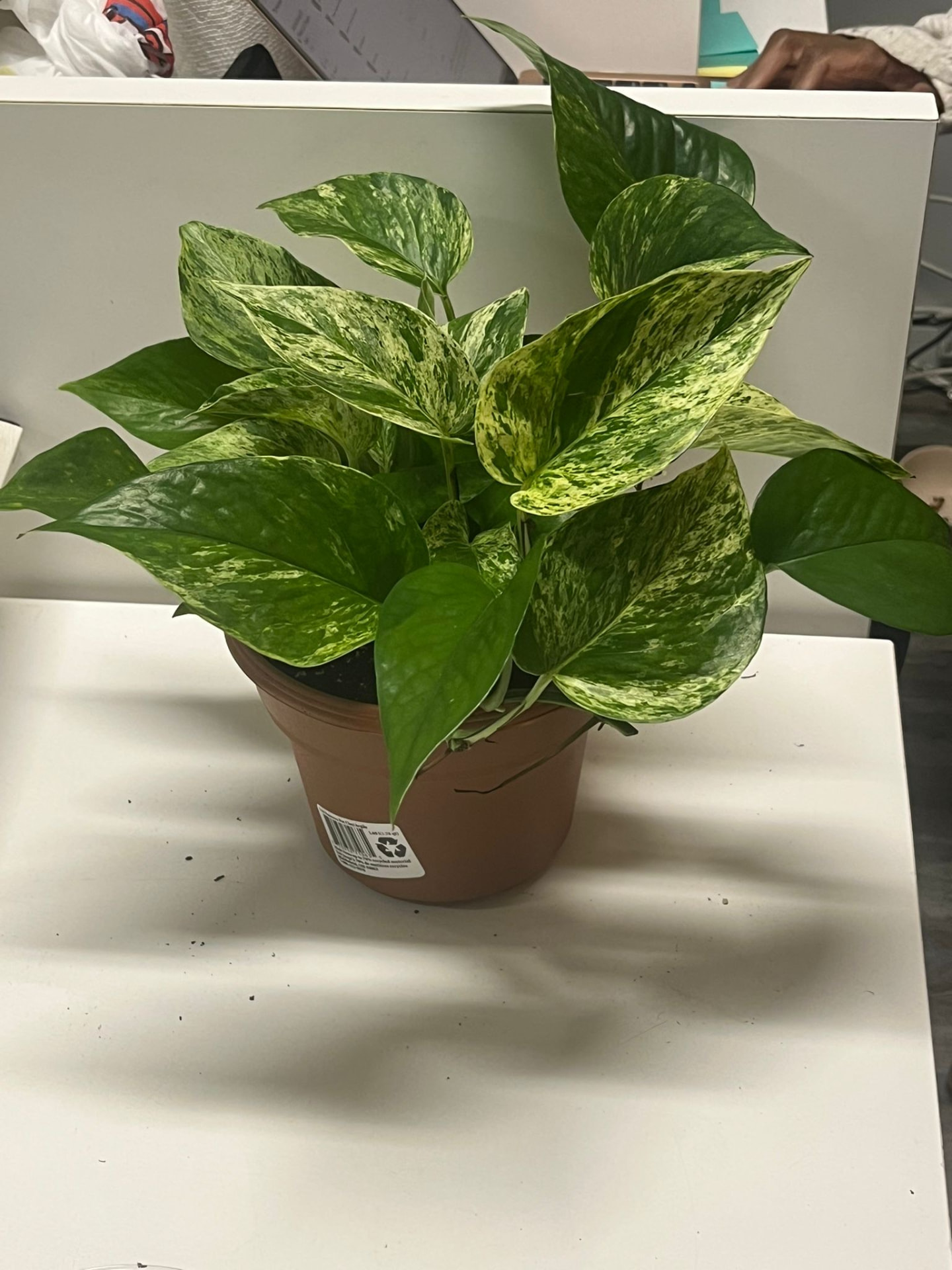 Marble Queen Pothos