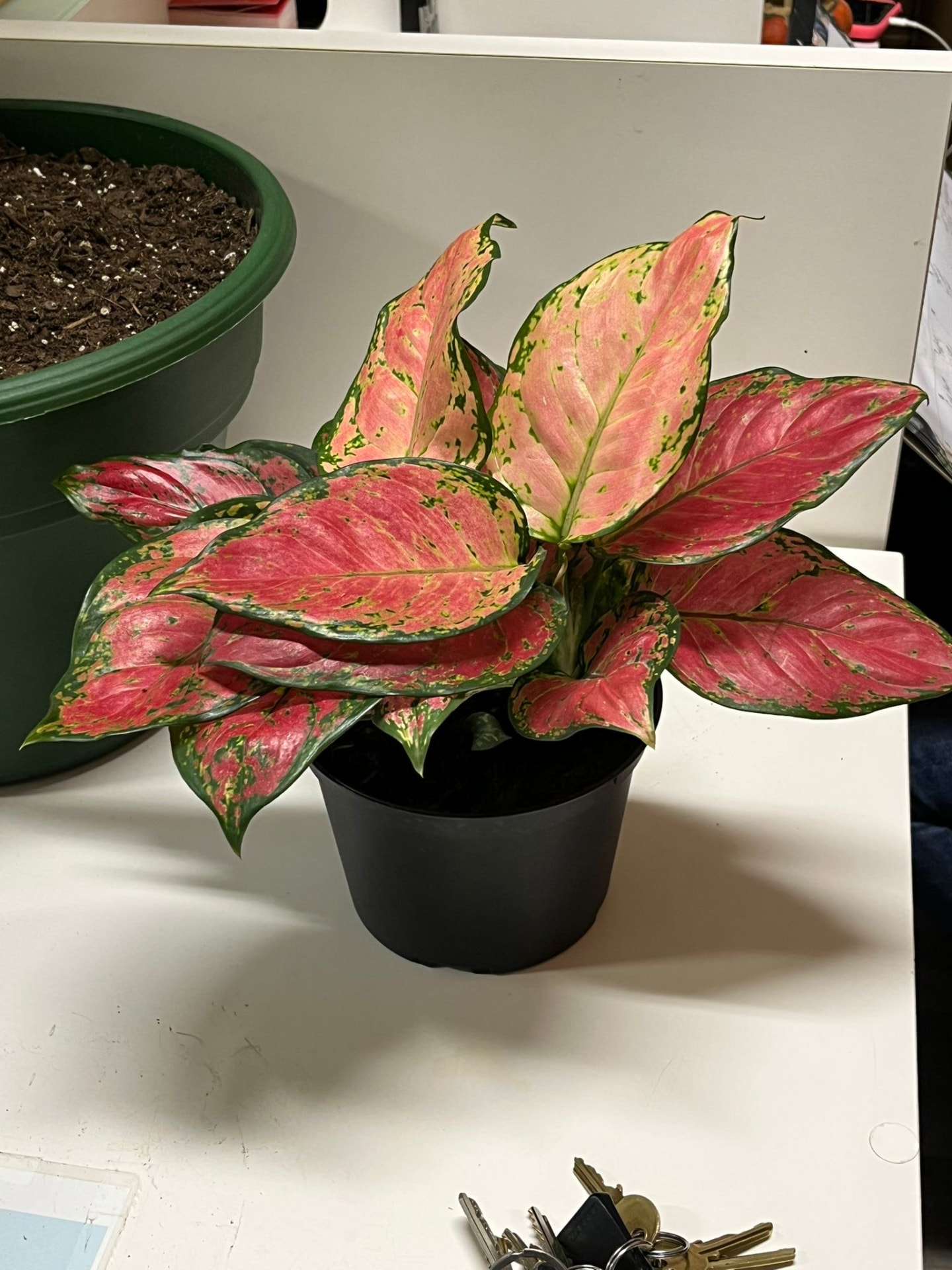 Pink Aglaonema
