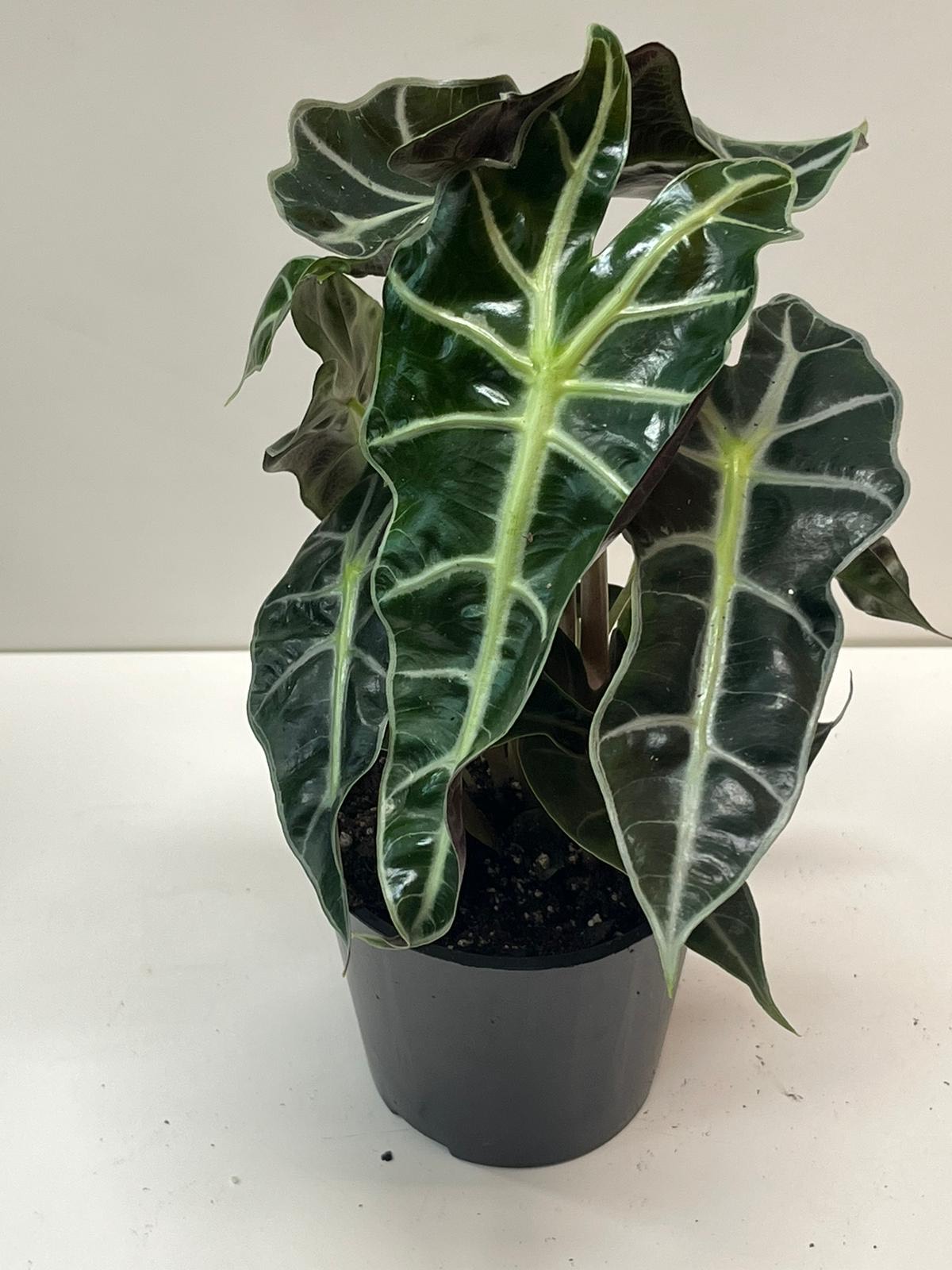 Alocasia Polly
