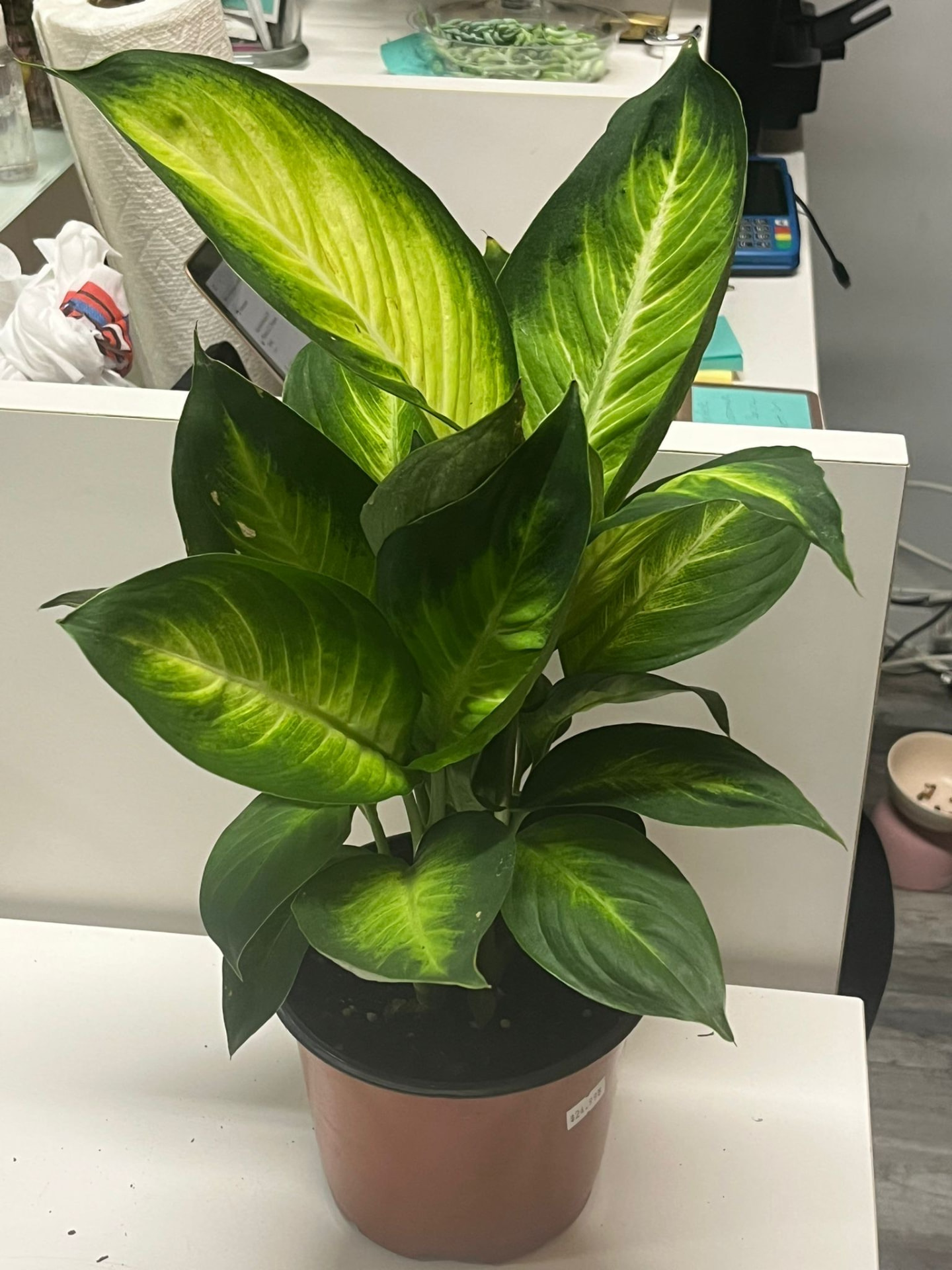 Dieffenbachia