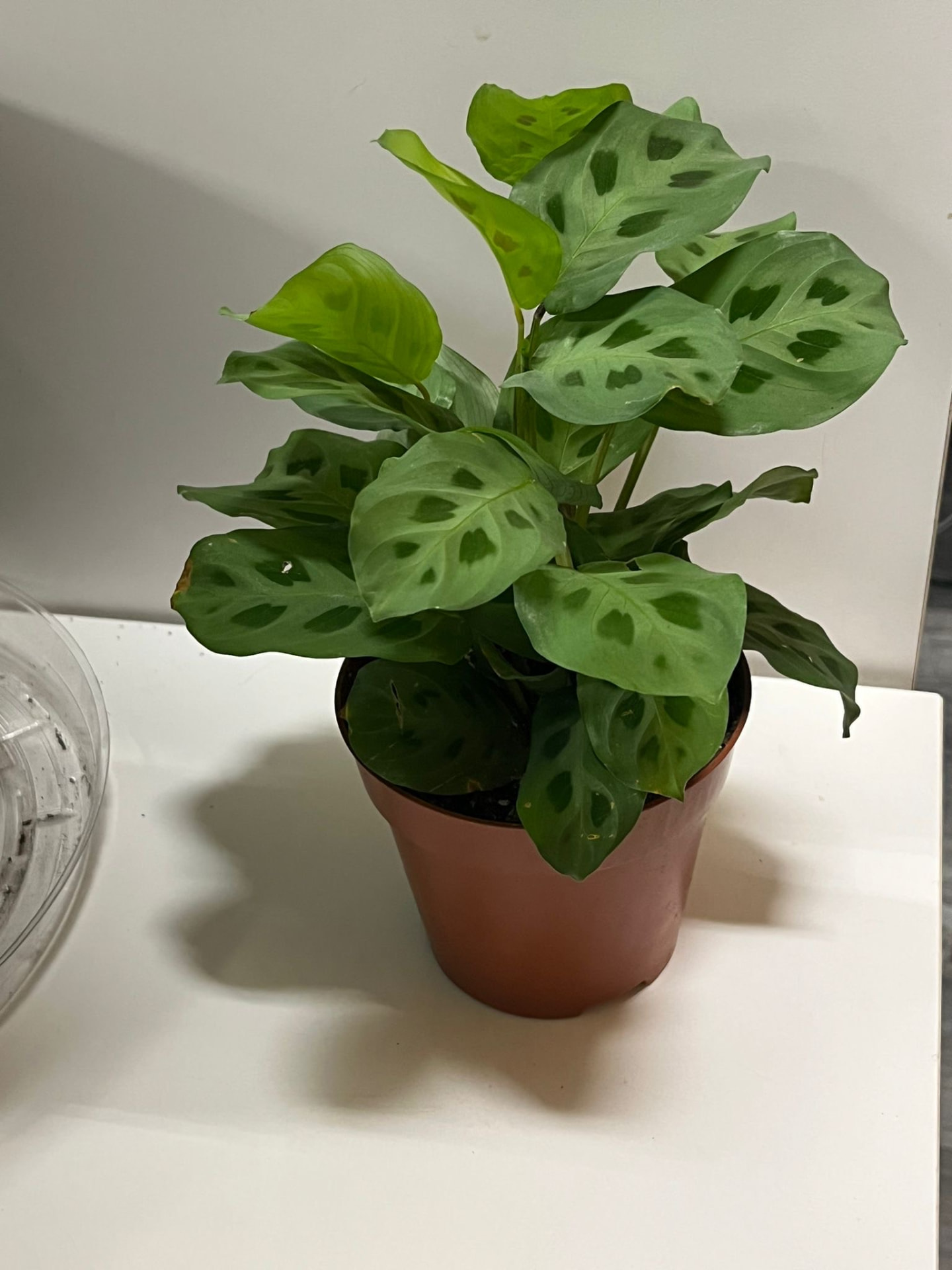 Rabbit's Foot Prayer Plant
