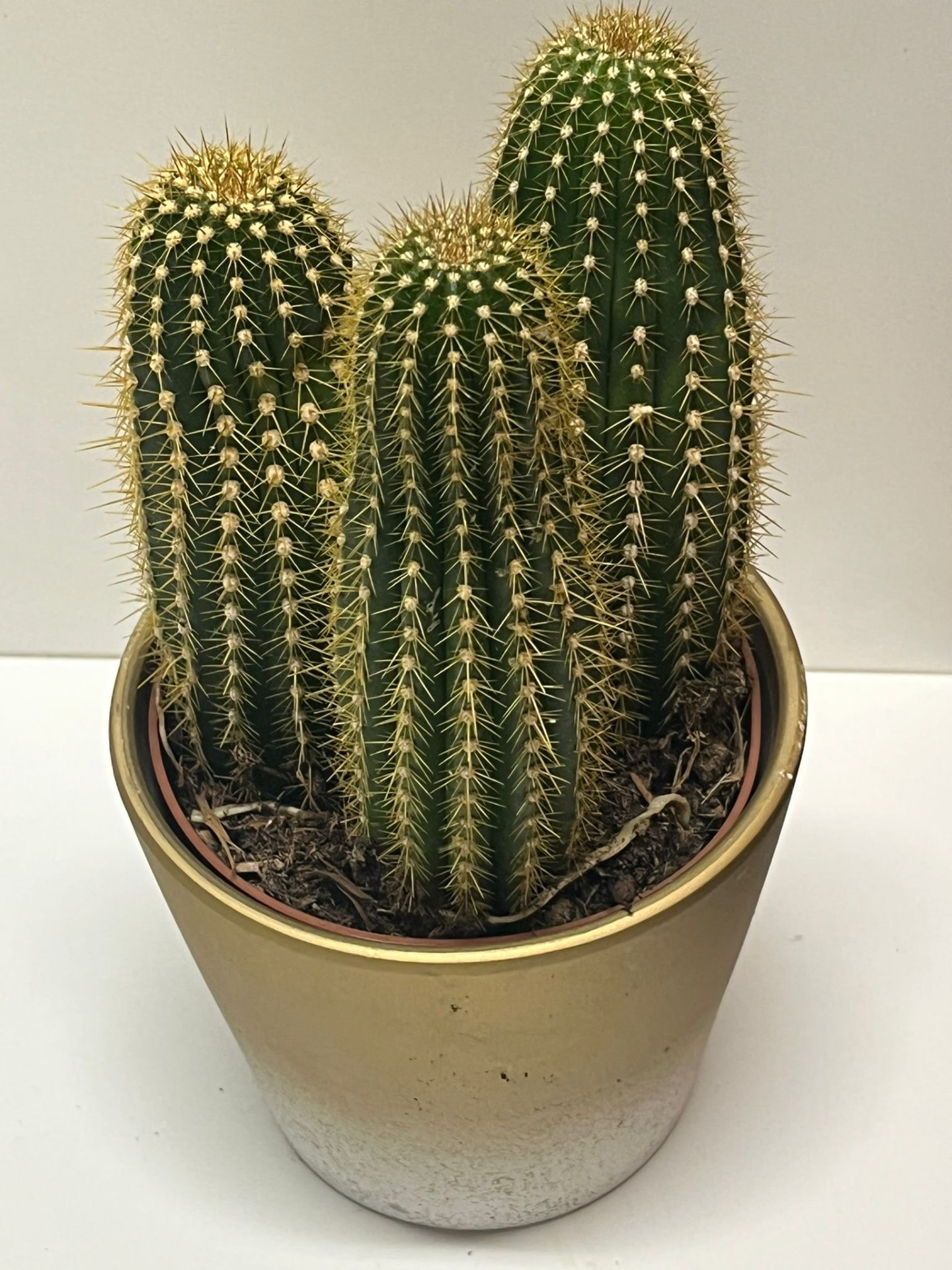 Golden Torch Cactus in Gold Pot
