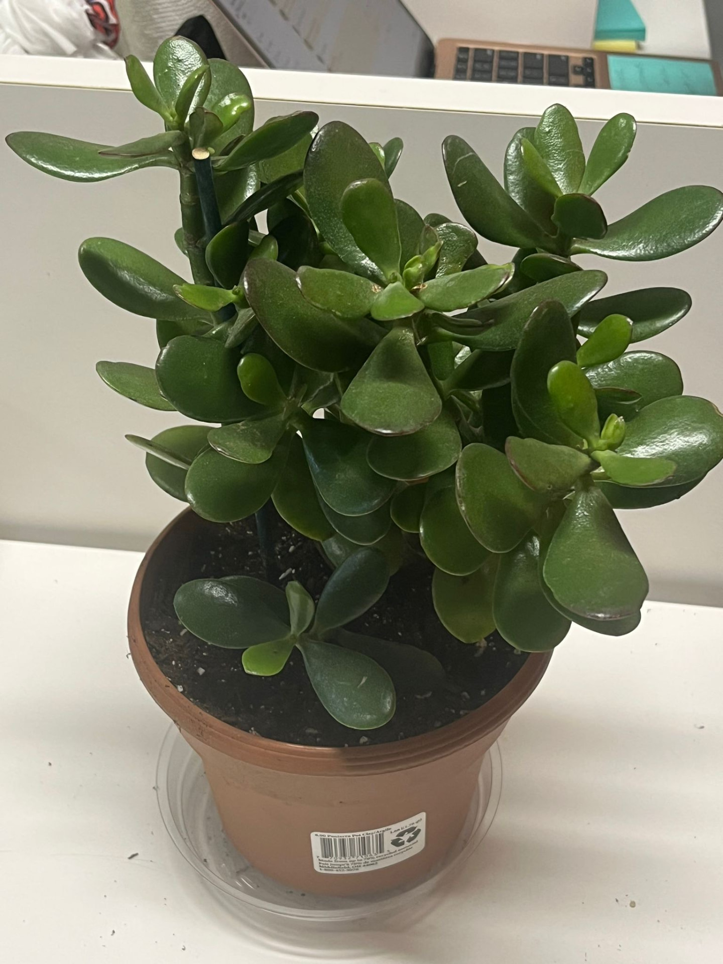 Jade Plant