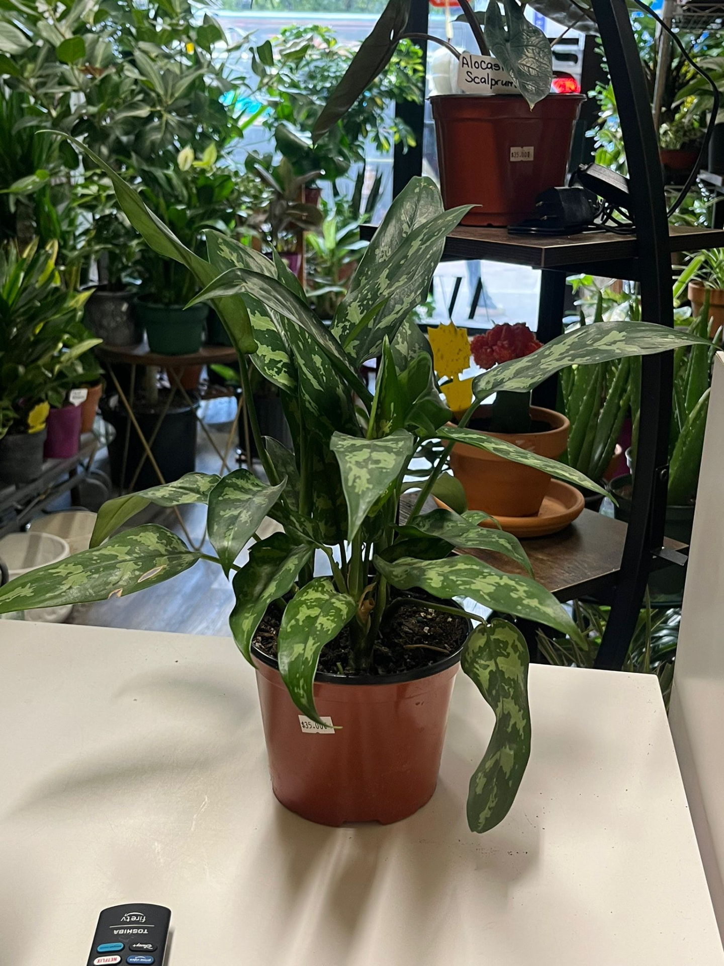 Aglaonema Silver Bay