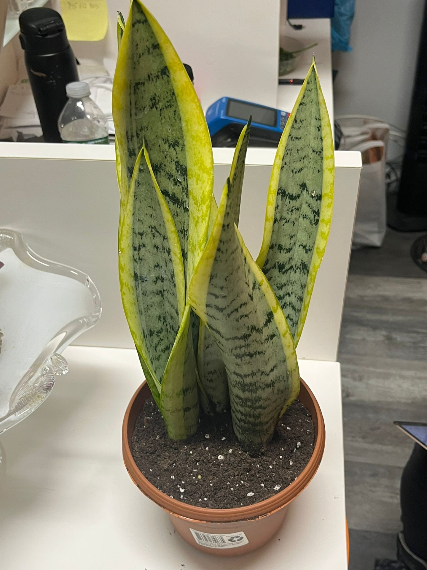 Snake Plant Laurentii