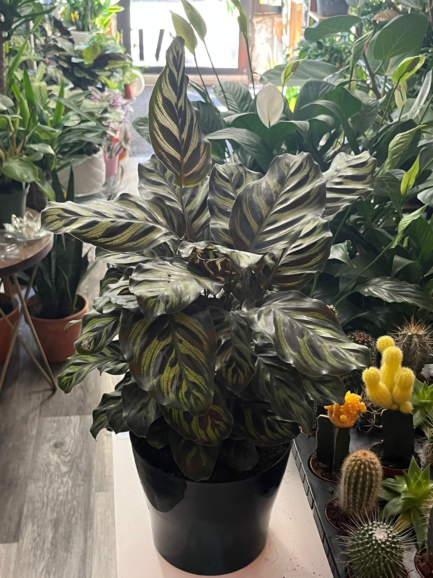 Calathea