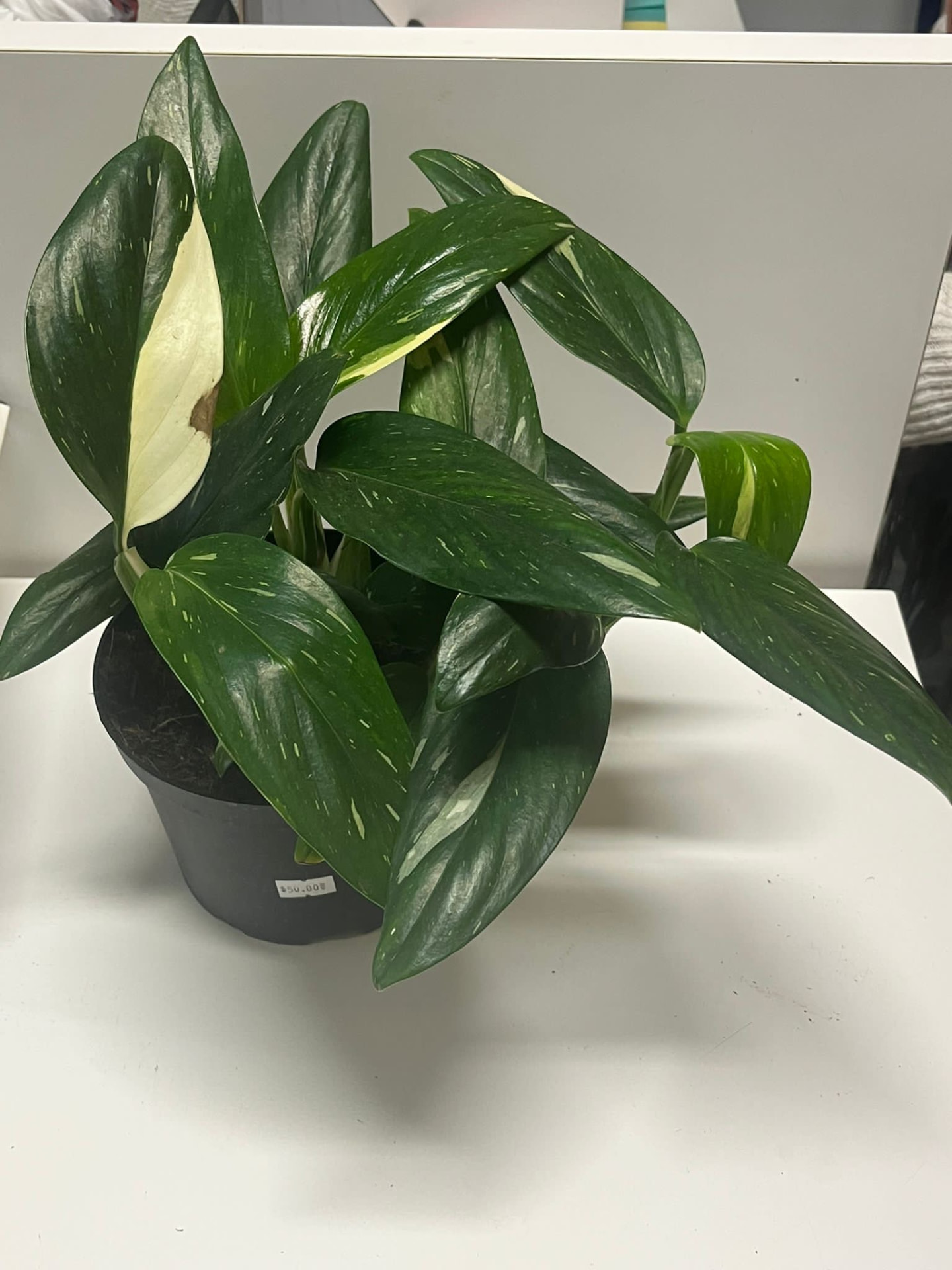 Variegated Monstera Standleyana