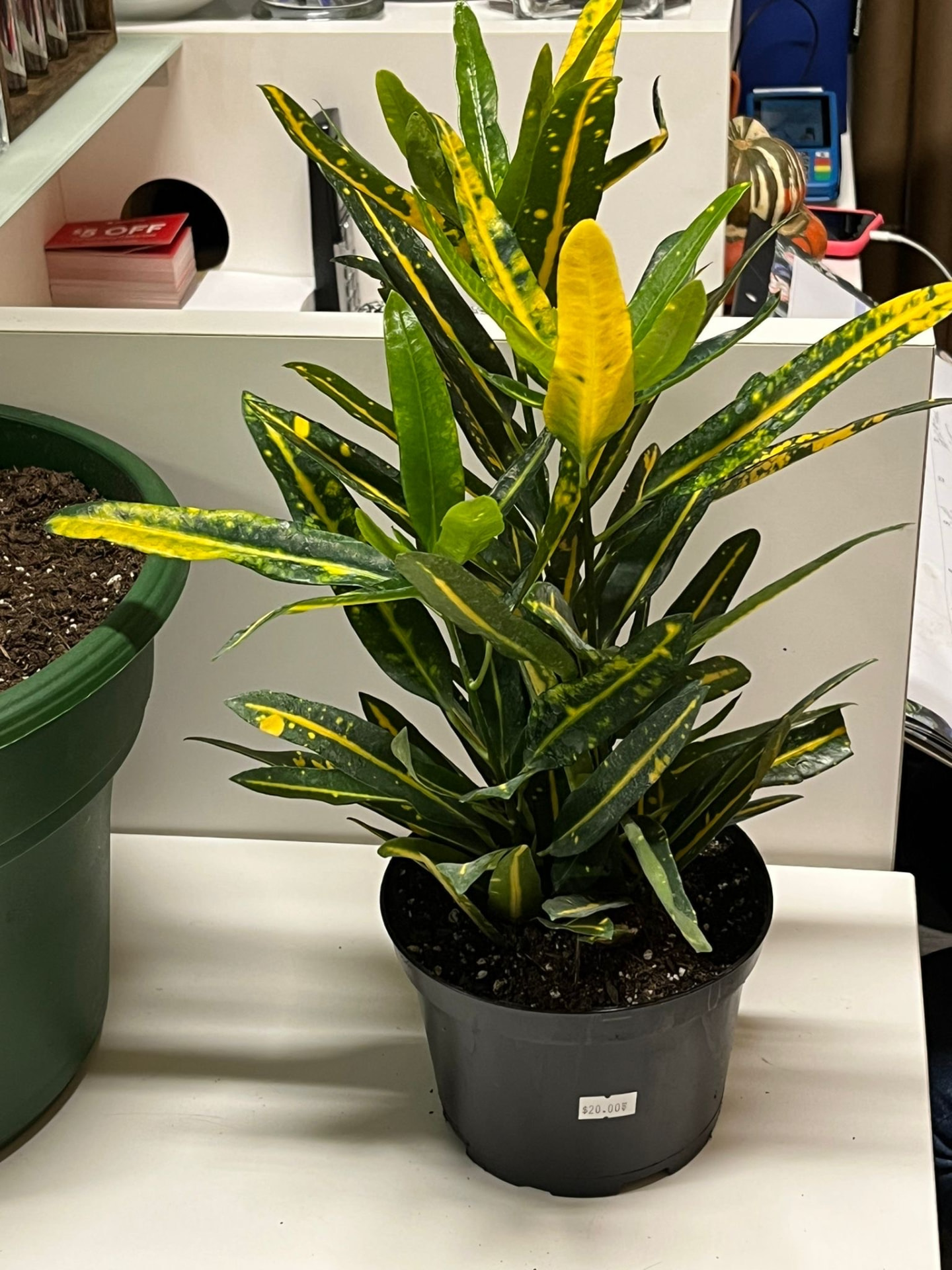 Croton Petra