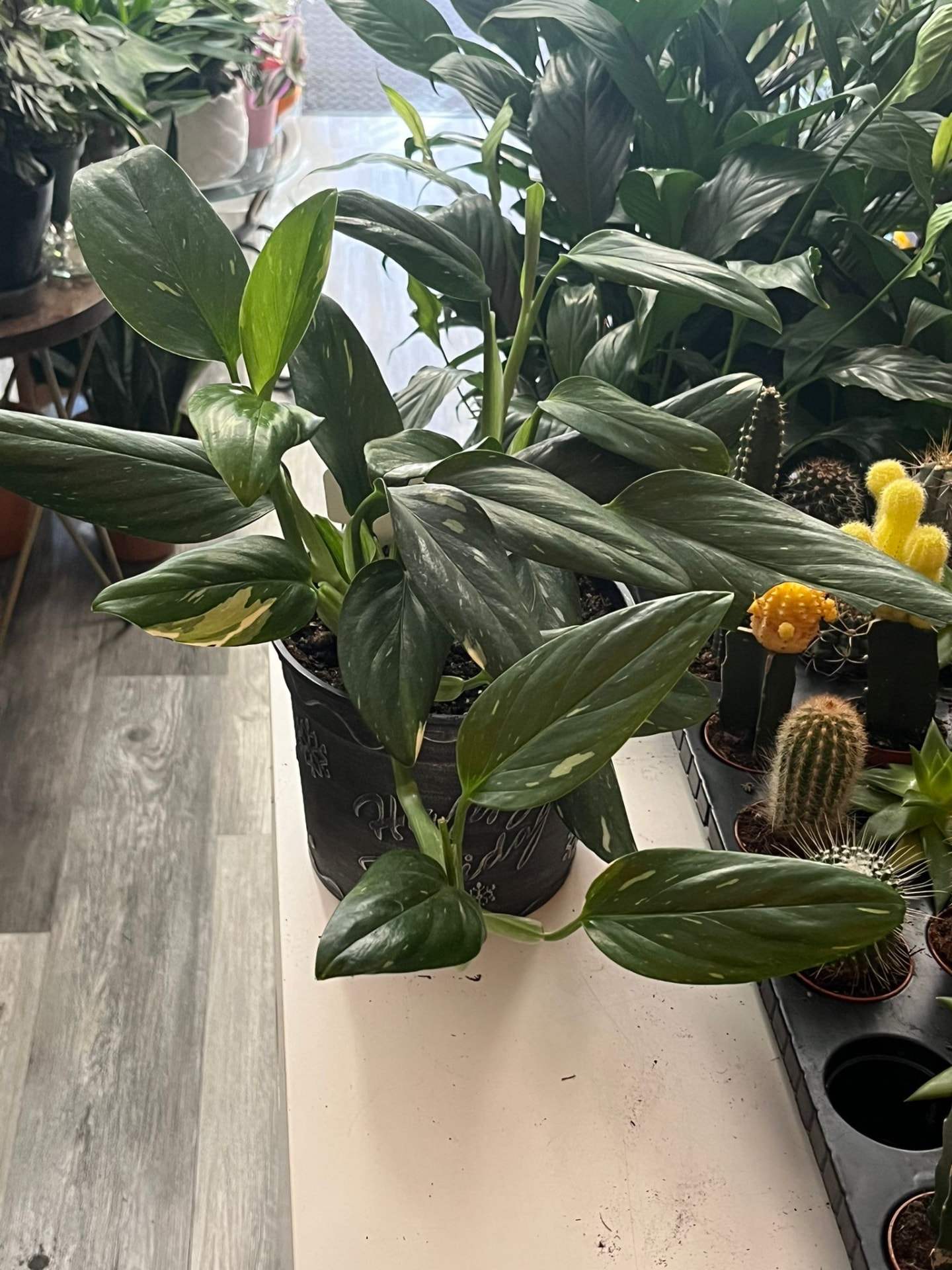 Philodendron Silver Sword