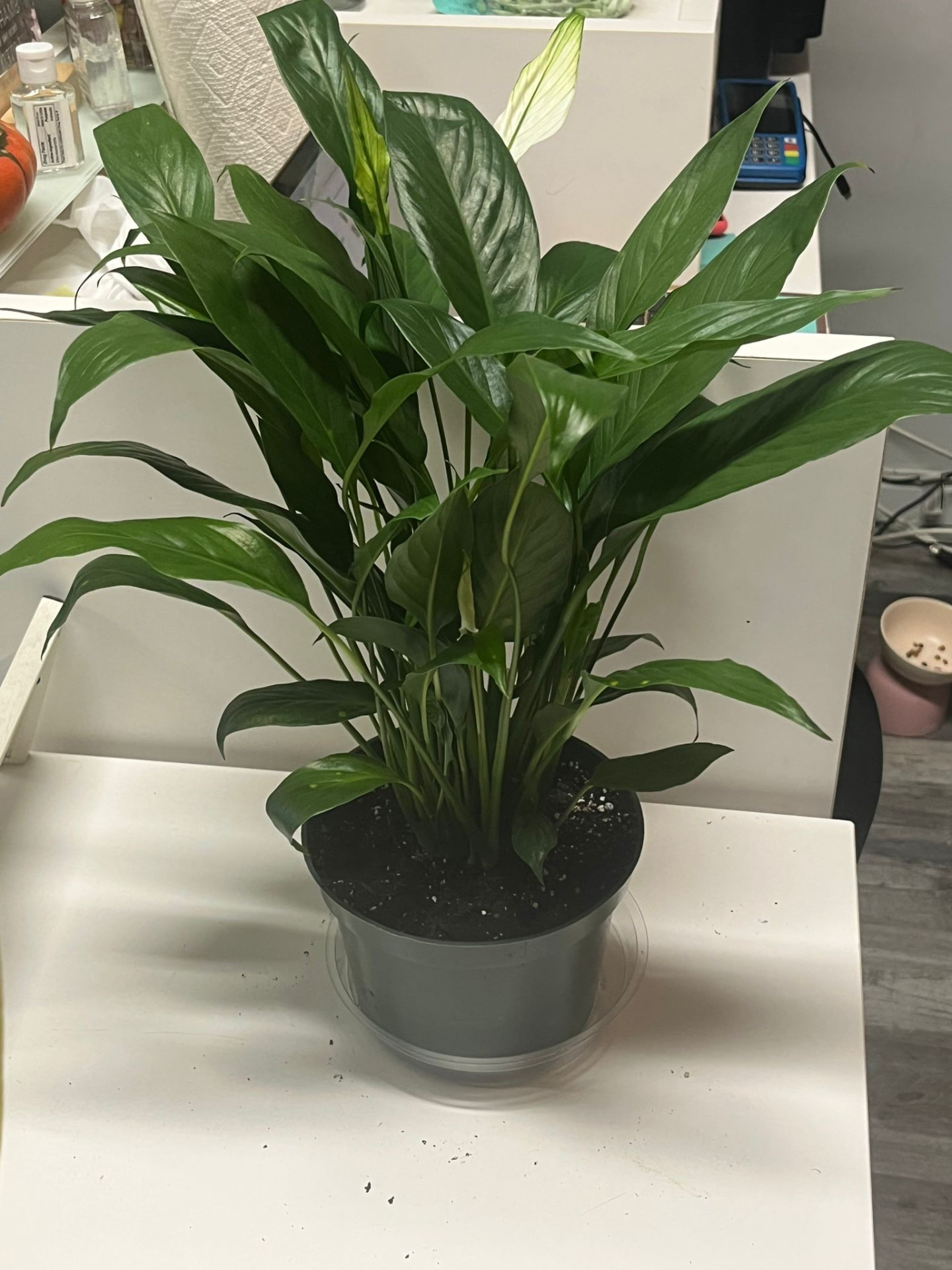 Peace Lily