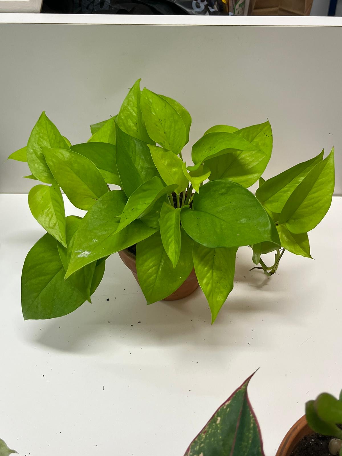 Neon Pothos