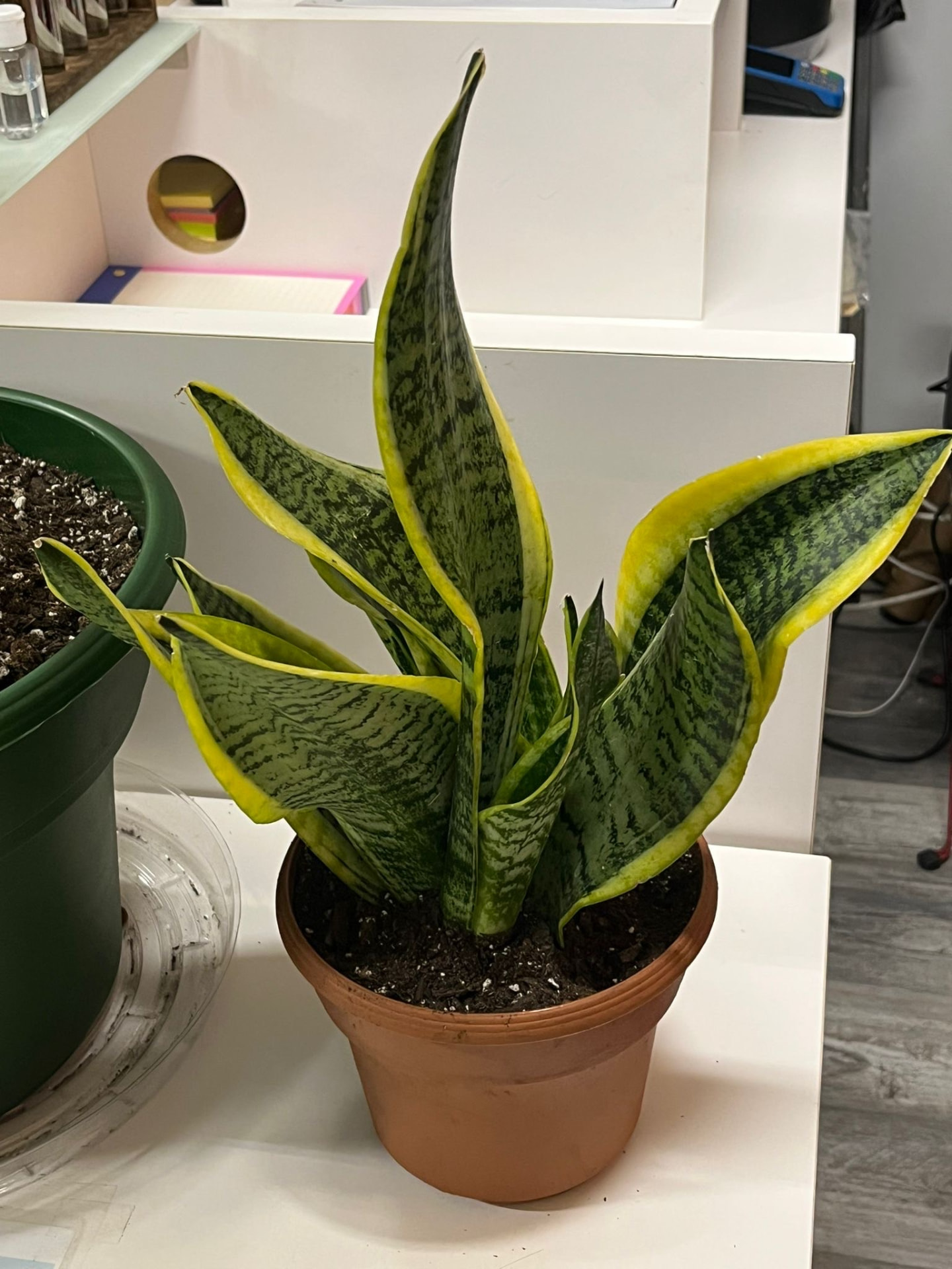 Snake Plant Superba